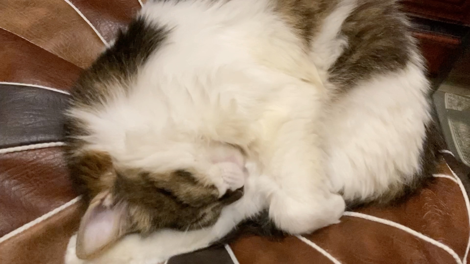 抱大腿睡觉觉的狸花猫!