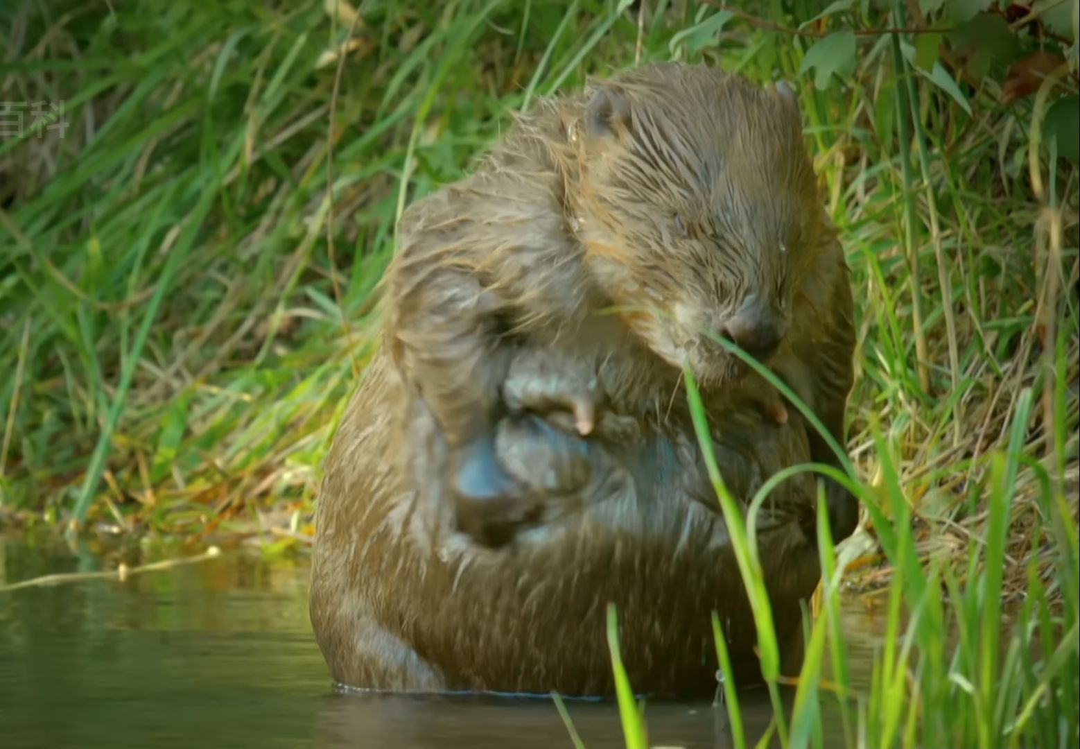 动物界的基建狂魔
