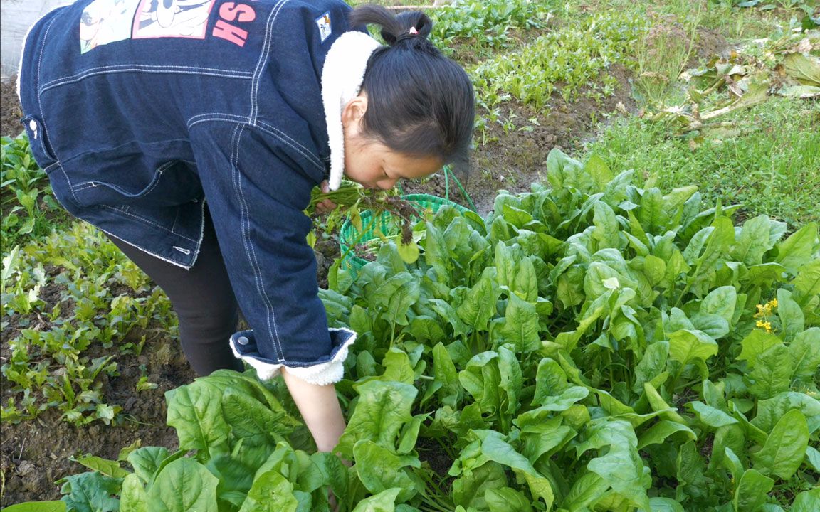 农村宝妈拔菠菜炒,做好一上桌,儿子就大口大口的吃_哔哩哔哩_bilibili