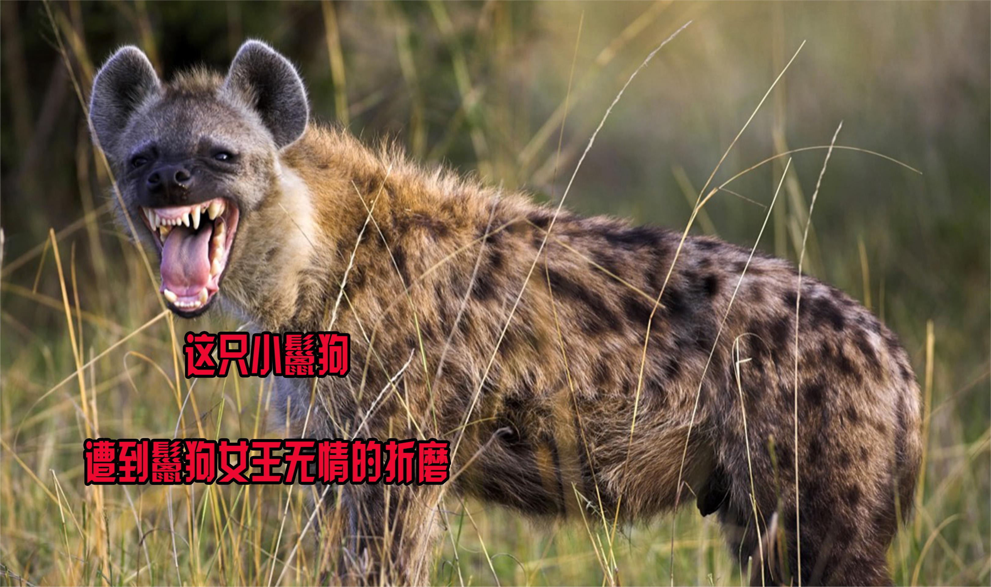 这只小鬣狗,遭到鬣狗女王无情的折磨,结局真是太惨了