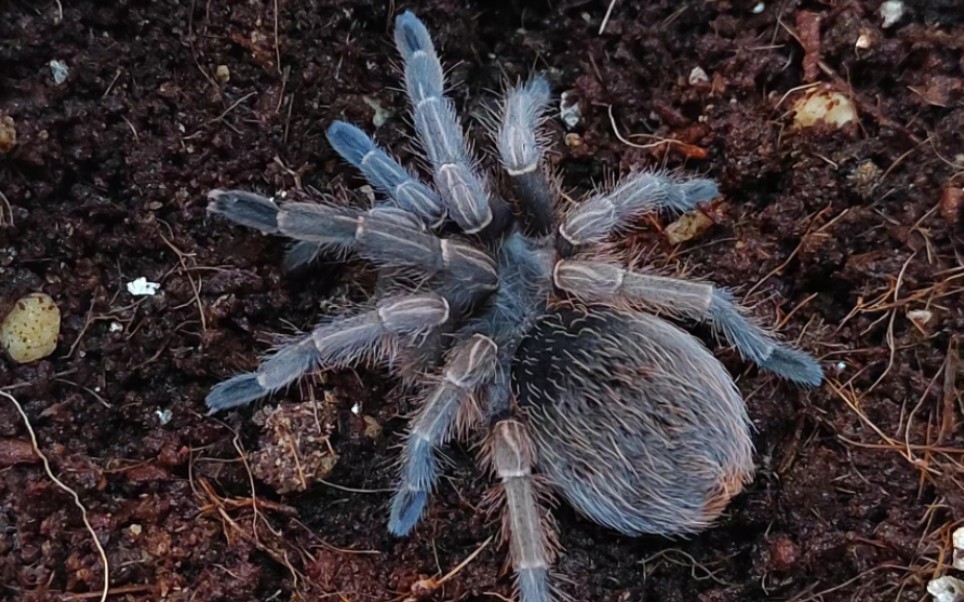 蓝哥斑,爬宠还是很可爱的