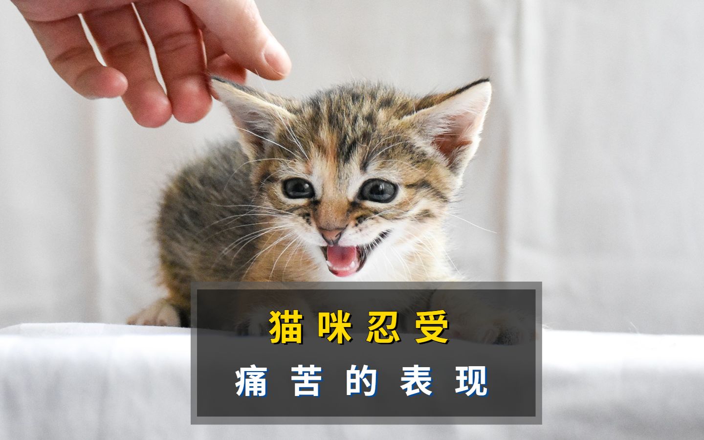 猫咪忍痛的表现,宠主再不发现,就晚了哔哩哔哩bilibili