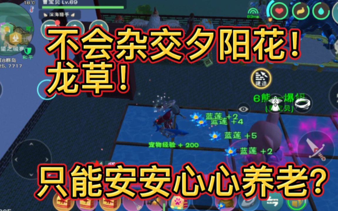 创造与魔法:龙草和夕阳花到底如何杂交出来?我还是继续养老吧!