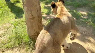 Скачать видео: 小狮子岁岁第一次吃猪蹄，直接开心到起飞，最后却一不小心变成落汤狮