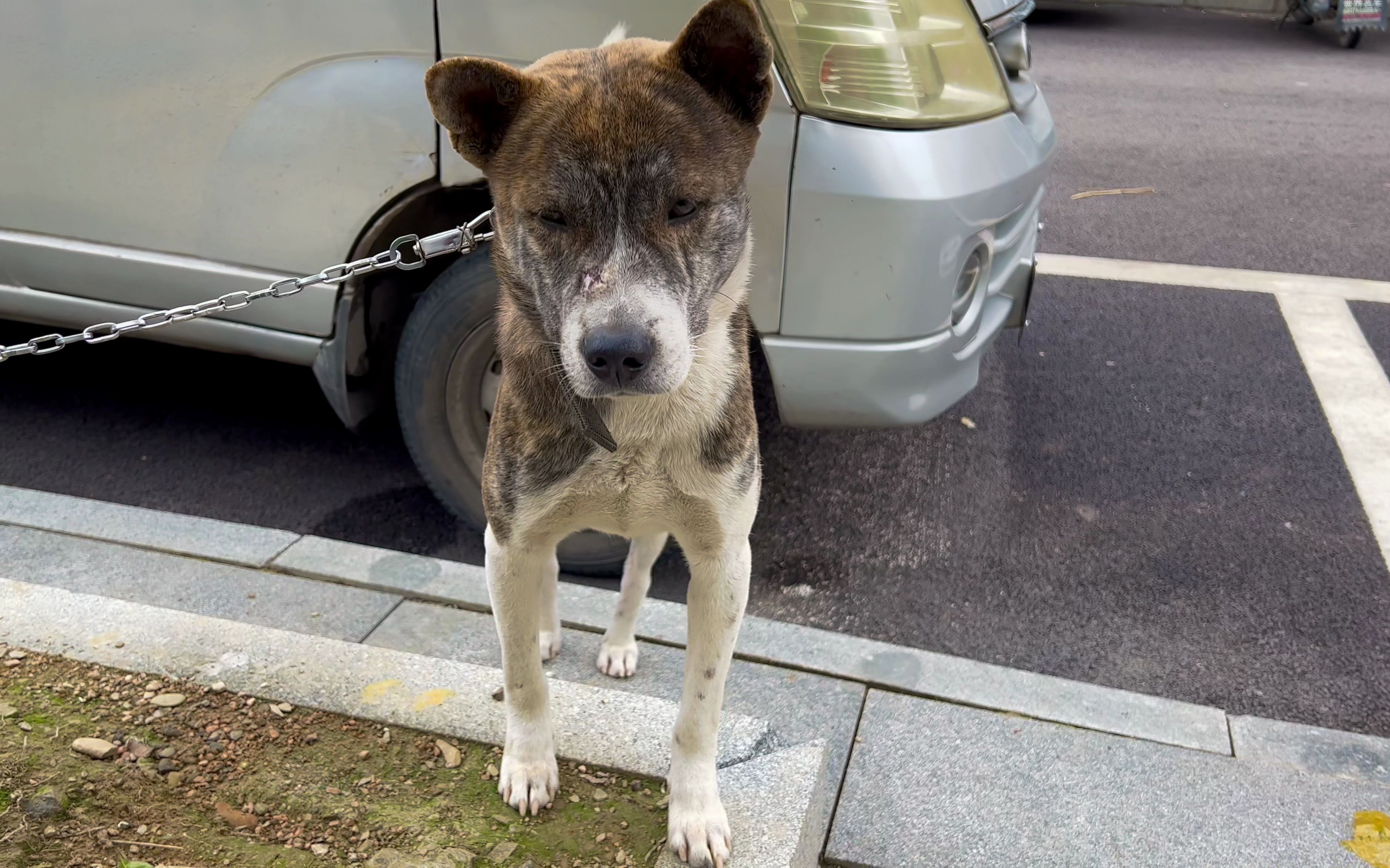 另外一种版本的虎斑猎犬,好像墨不够了染到一半就没墨了
