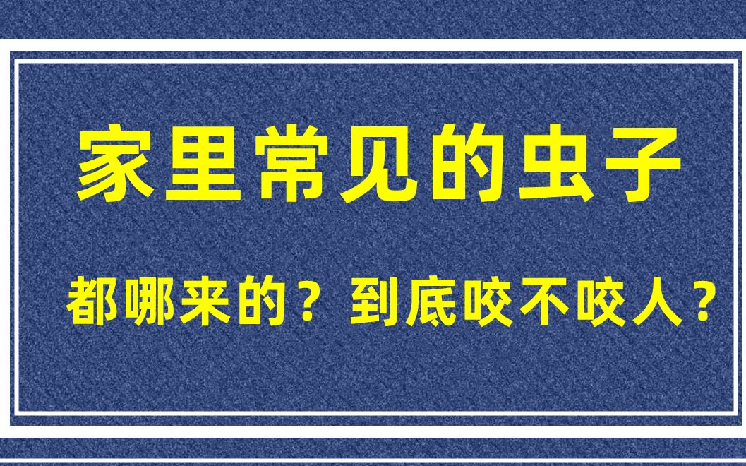 家里常见的虫子的小虫子到底咬不咬人?都从哪来的?哔哩哔哩bilibili