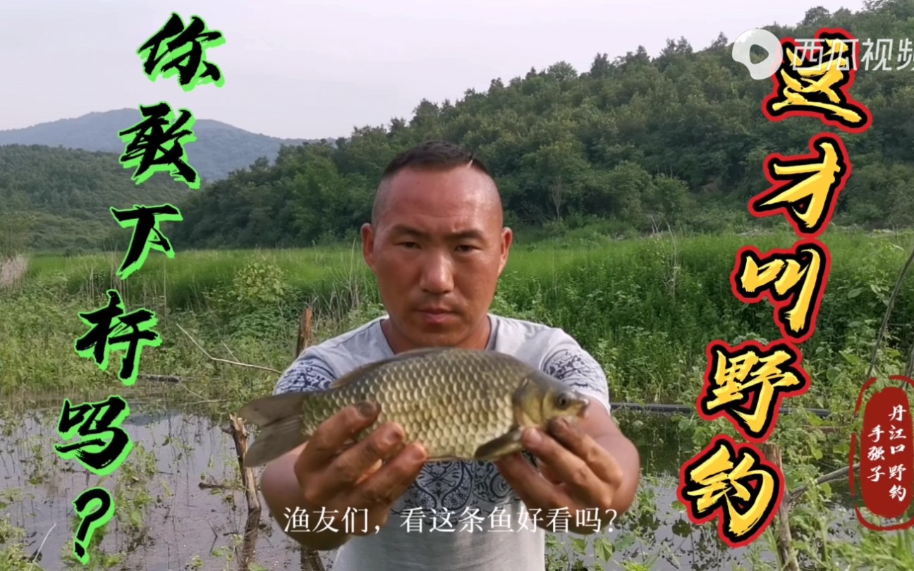 野钓:淅川县陶岔,连续雨天,河水疯涨,蓖麻林里,鱼口稳而略好哔哩哔哩bilibili