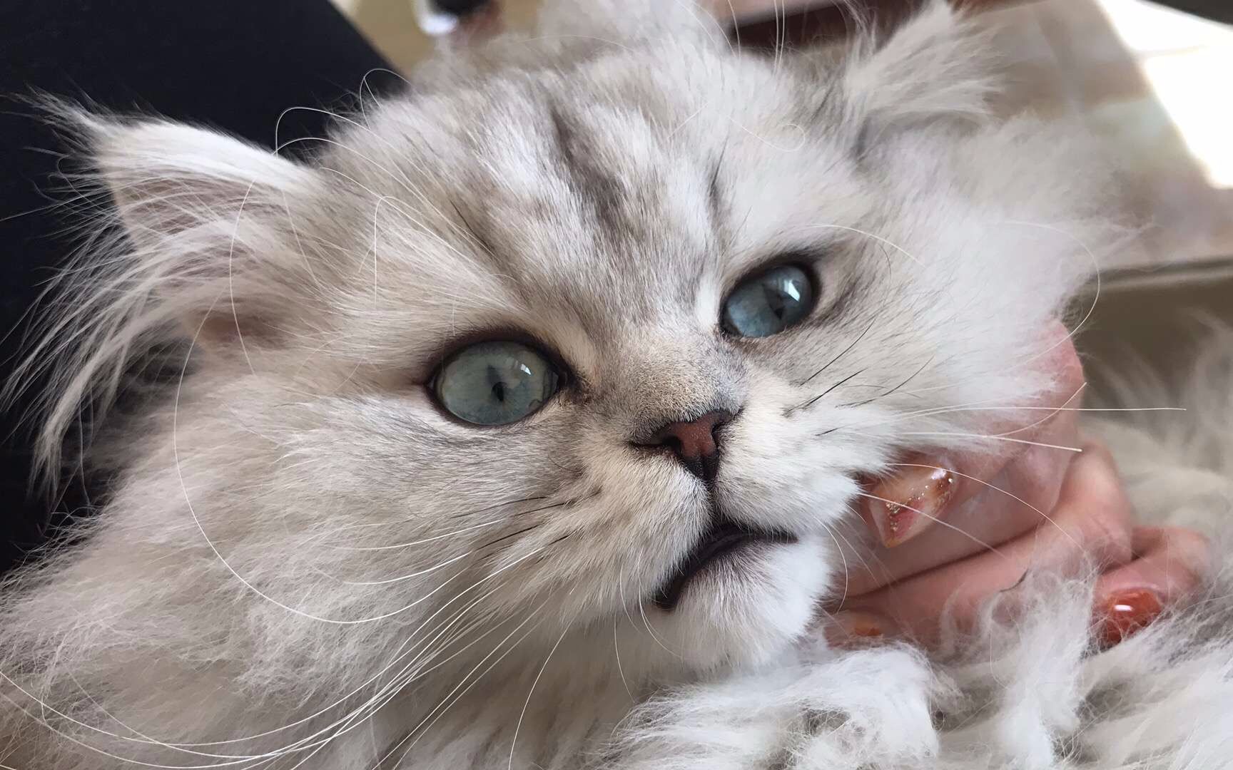 大家好,我叫滴滴,一只返祖的英短银渐层