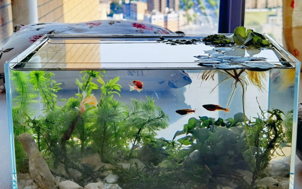 活动  飘窗小鱼缸,小米虾和四种小鱼,拯救夏日不开心