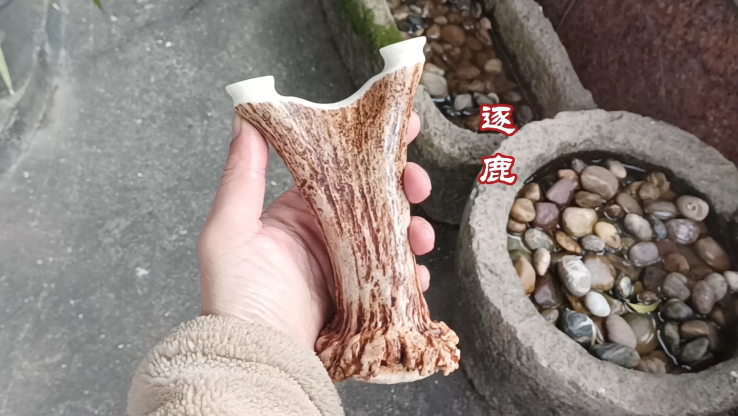 弓友来料定制的一把鹿角弹弓,前后耽搁了一两个月了,今天完工了感谢