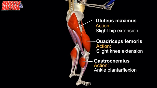 quadriceps femoris图片