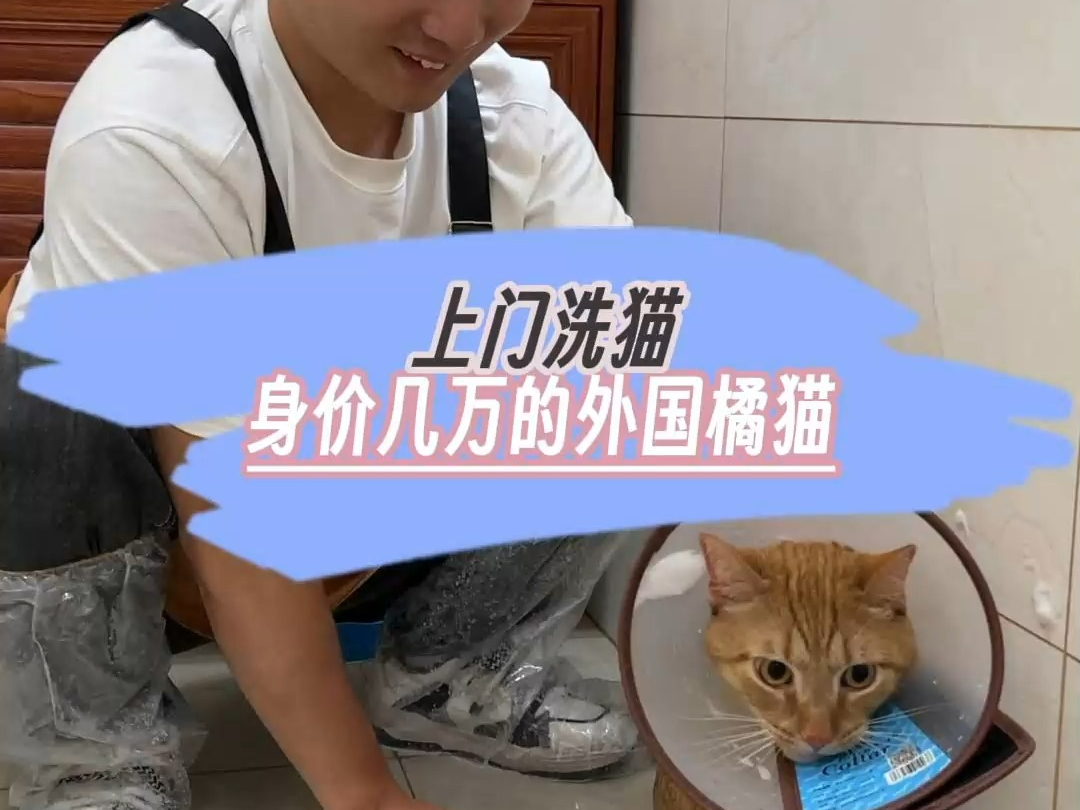 长沙上门洗猫 田园猫,居然也能身价几万?哔哩哔哩bilibili