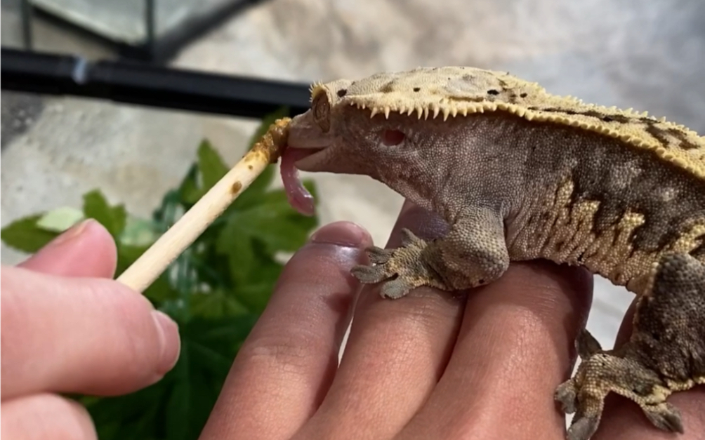 (喂食)(睫角守宫)温顺易上手的守宫,喂食果泥