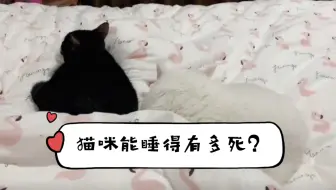 黑猫白猫配 小可爱们在线搞黄色 哔哩哔哩 Bilibili