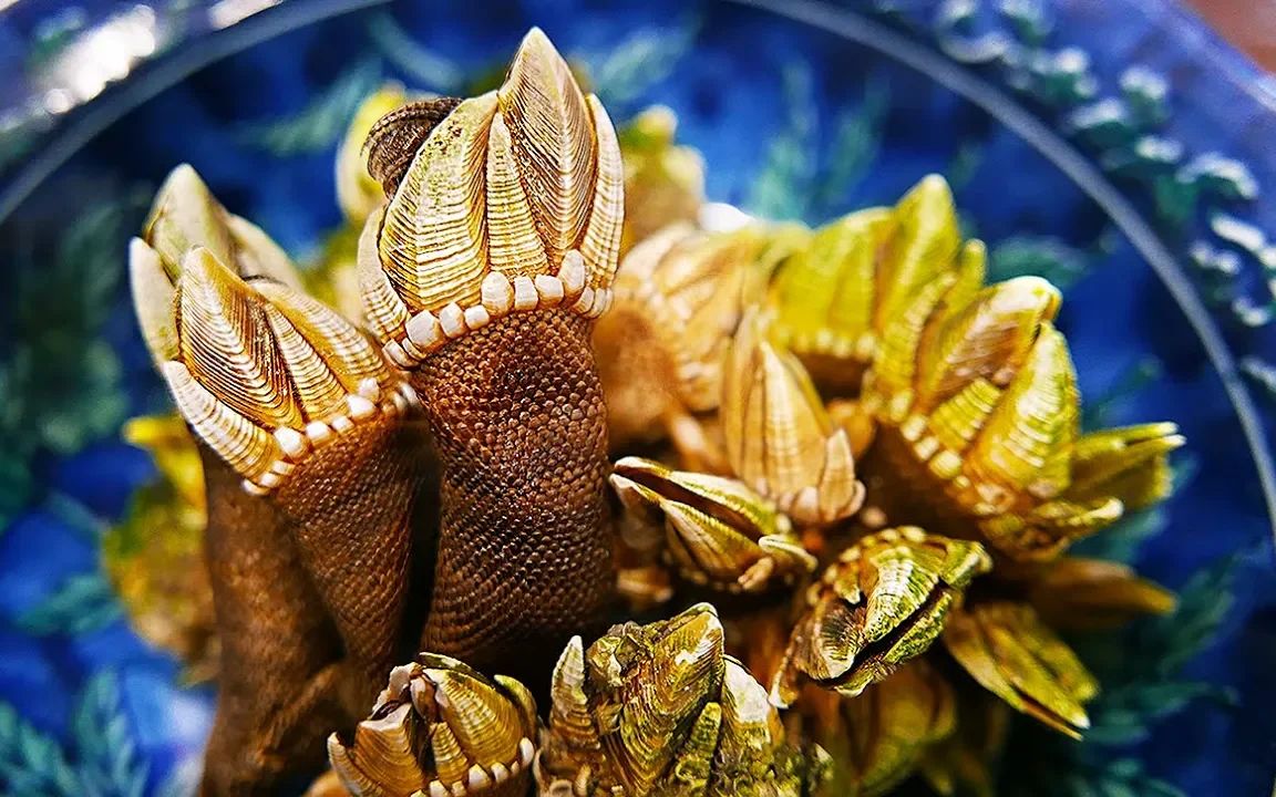 长得像海龟脚的"佛手贝"刺身!