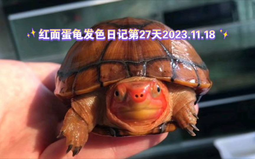 红面蛋龟发色日记第27天