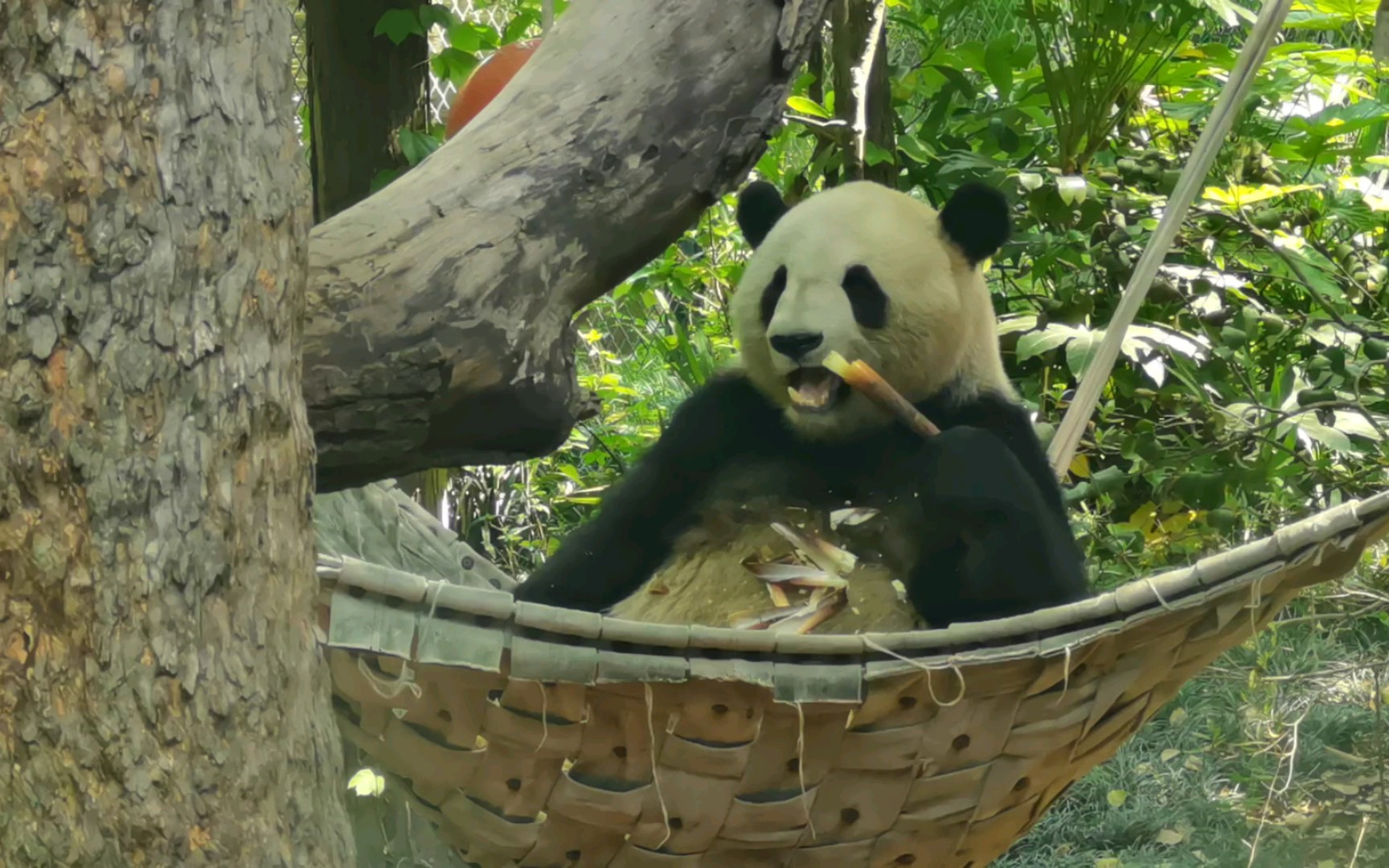 【大熊猫星光】光哥:来呀,跟我一起恰笋笋95