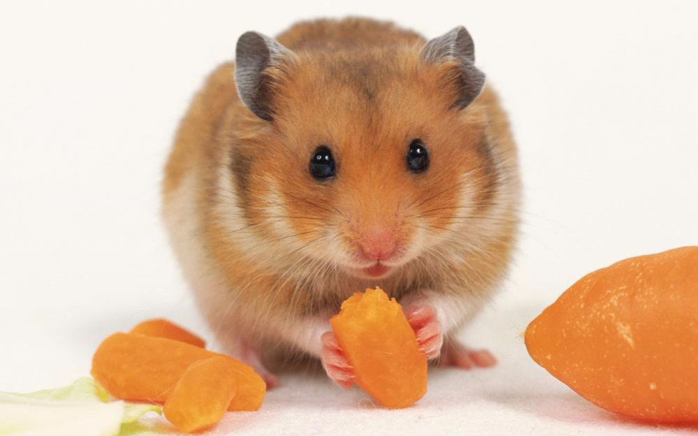 实锤锤爆松鼠打不过仓鼠你的正义变质了你这样做和卢本伟有什么区别