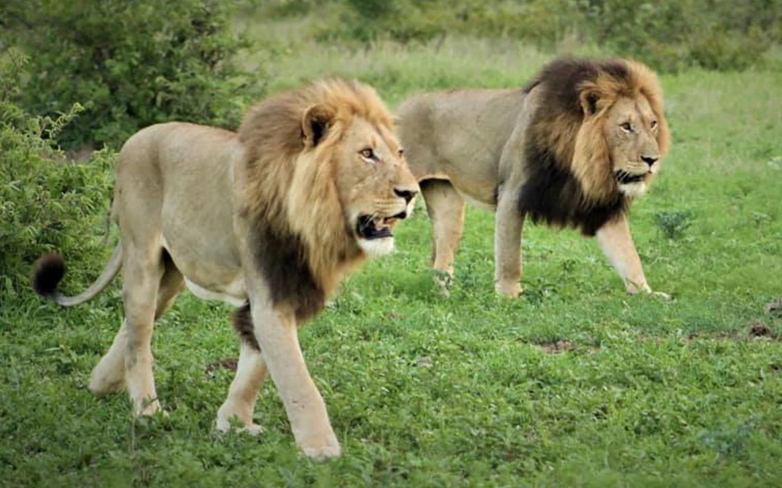 2头黑鬃雄狮追杀2头流浪狮子