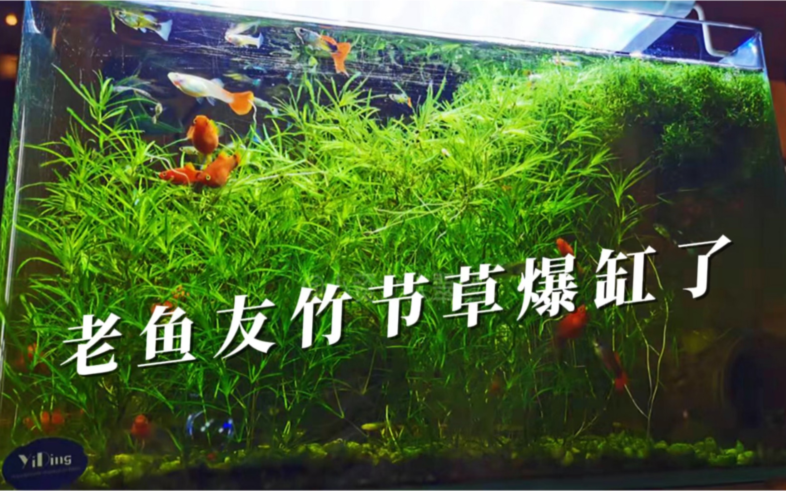 鱼友缸里的竹节草爆缸了,原来是这么养的