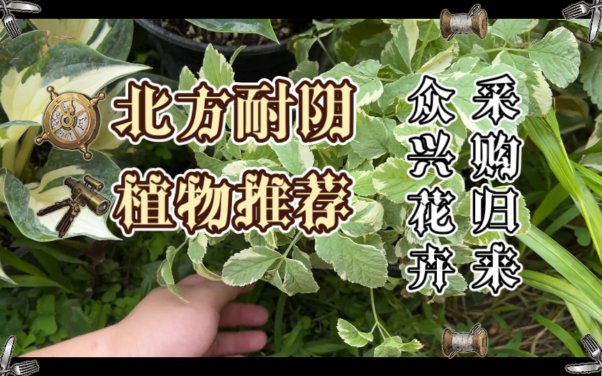 [图]北方耐阴宿根植物推荐｜众兴花卉采购归来