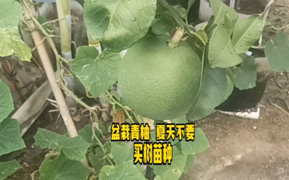 盆栽青柚 夏天不要买树苗种哔哩哔哩bilibili