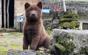 Download Video: 大山里散养的五红犬，性格沉稳眼神坚毅，是忠于主人的好狗狗