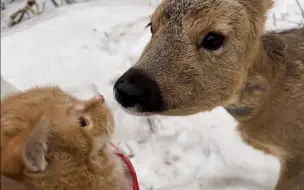 Download Video: 关于野生傻狍子教会我家猫吃树叶，还把猫猫拐走了这件事！