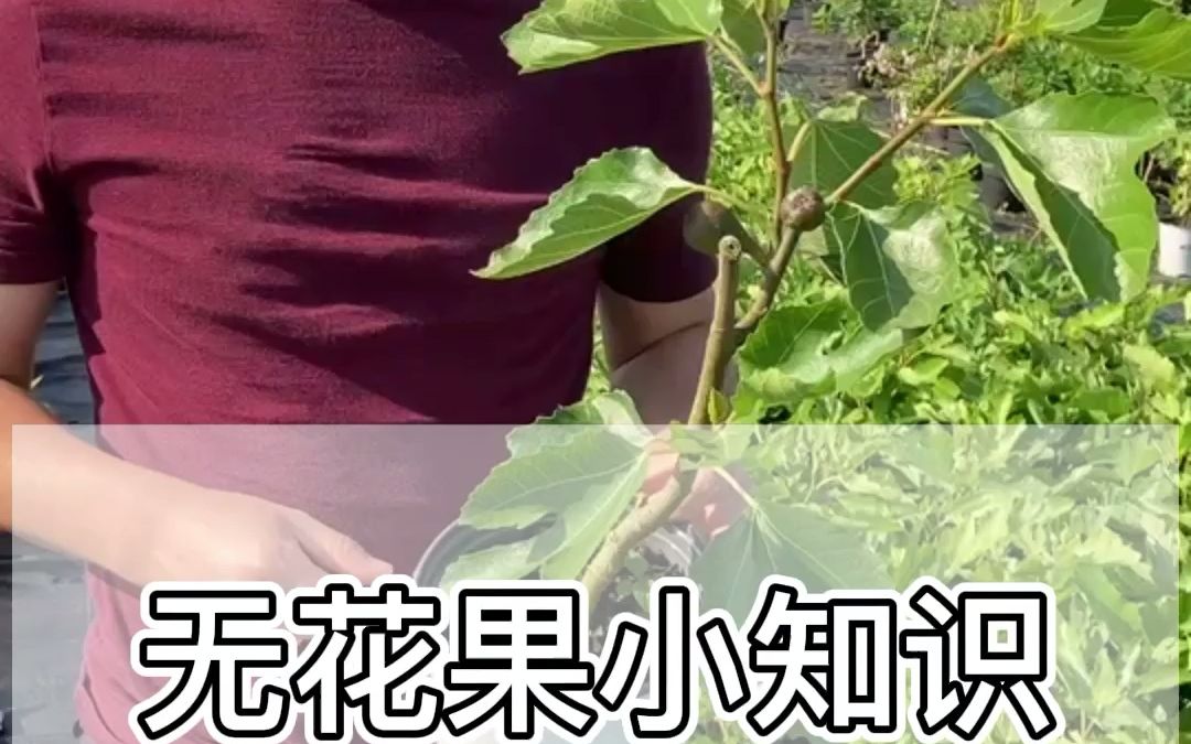 无花果的小知识请查收~哔哩哔哩bilibili