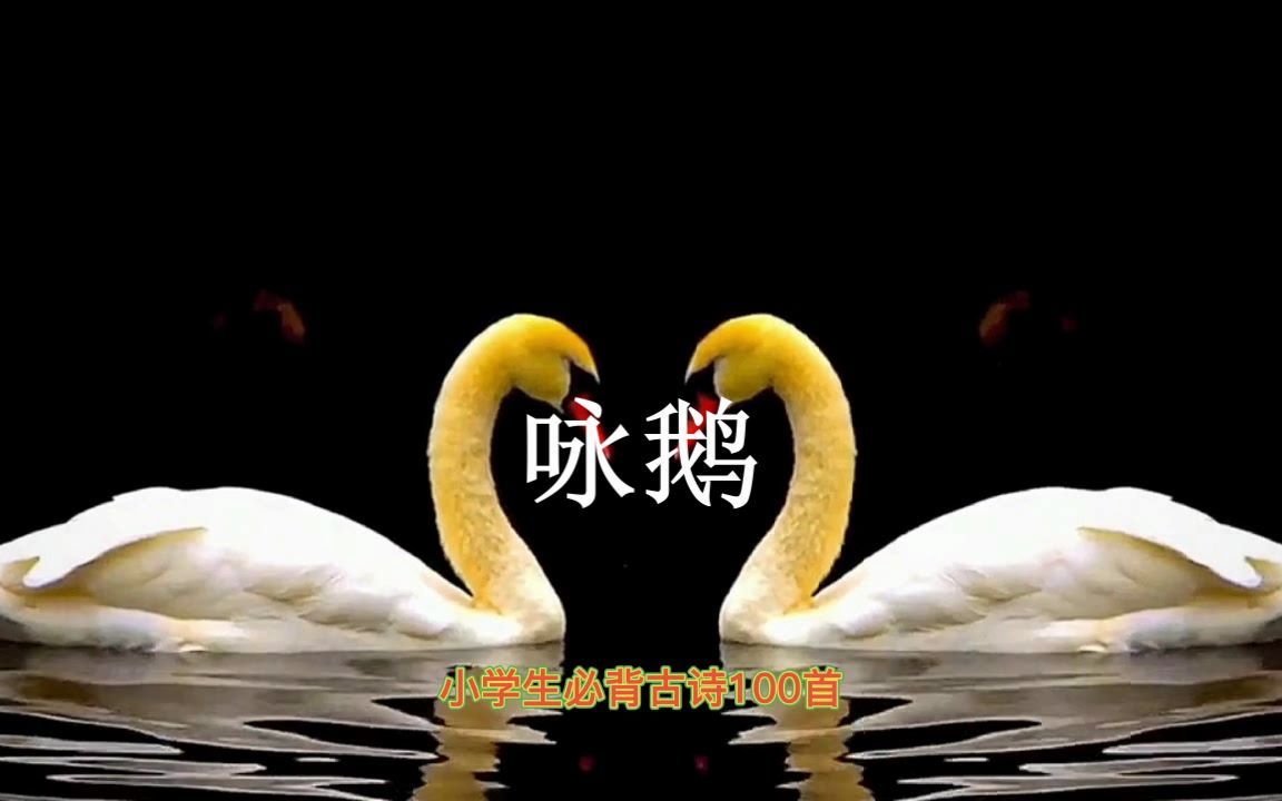 小学生必背古诗100首. 《咏鹅》 .骆宾王.(唐).鹅.鹅.鹅.曲项向天歌.白毛浮绿水.红掌拨清波.哔哩哔哩bilibili