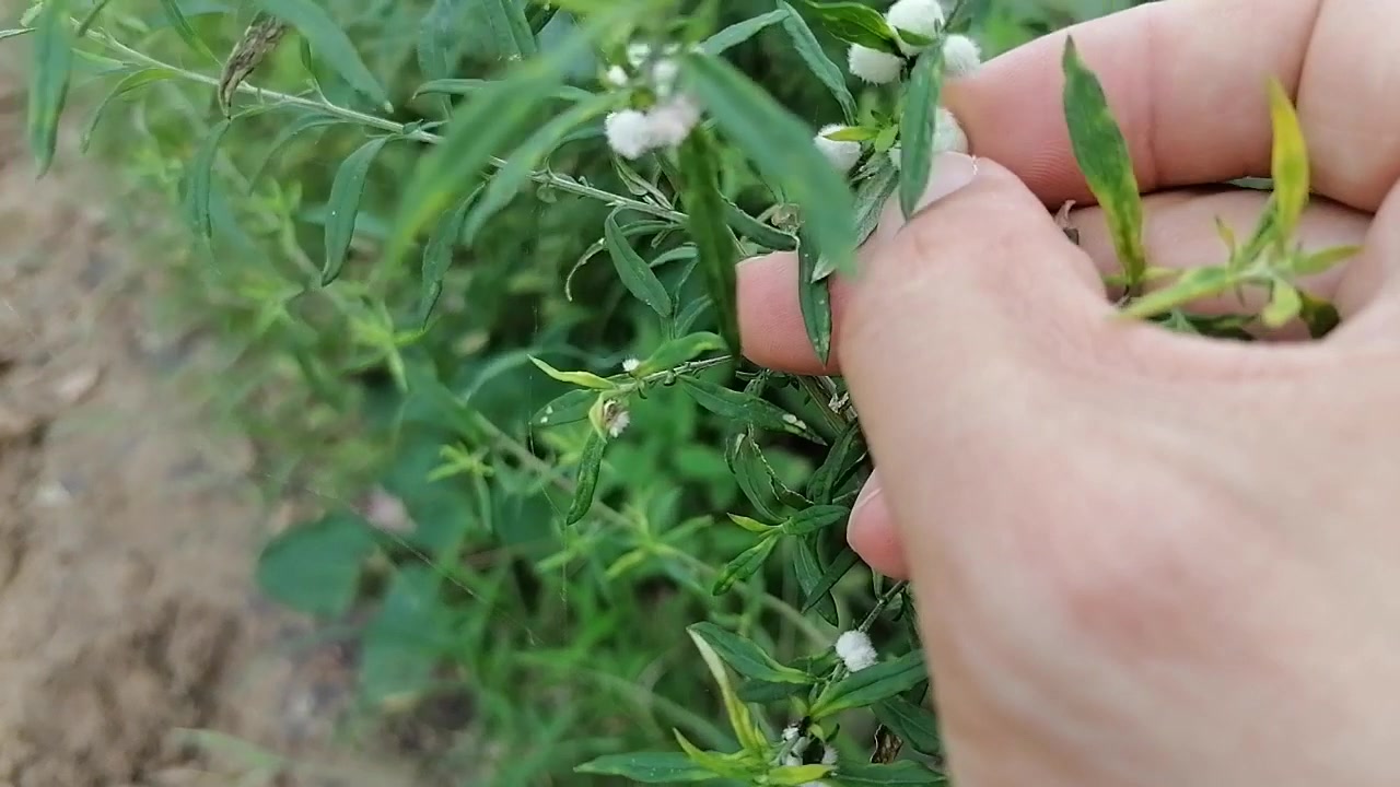 它是抗癌奇药白花蛇舌草,有清热解毒,消痈散结的功效哔哩哔哩bilibili