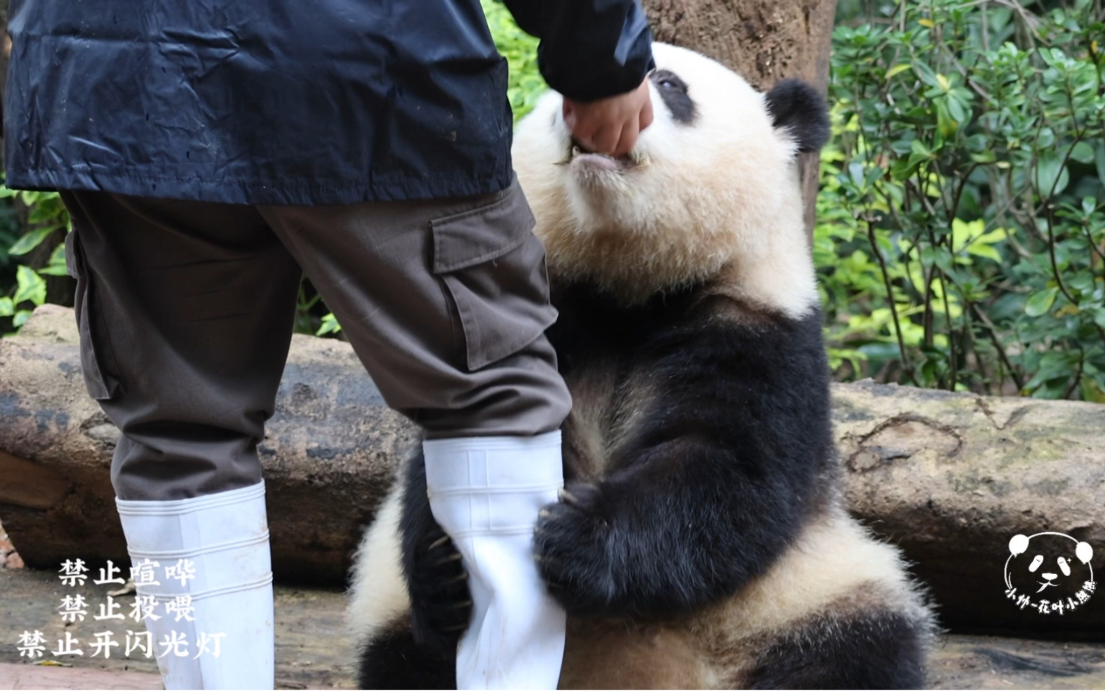11/14,下午加餐,花花抱着爷爷的大腿,花花好忙呀,边抱大腿边吃果果