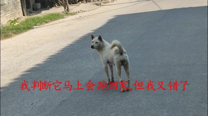 [图]白狗黄耳的中华田园犬有多聪明，戏耍我这个拍摄者2次