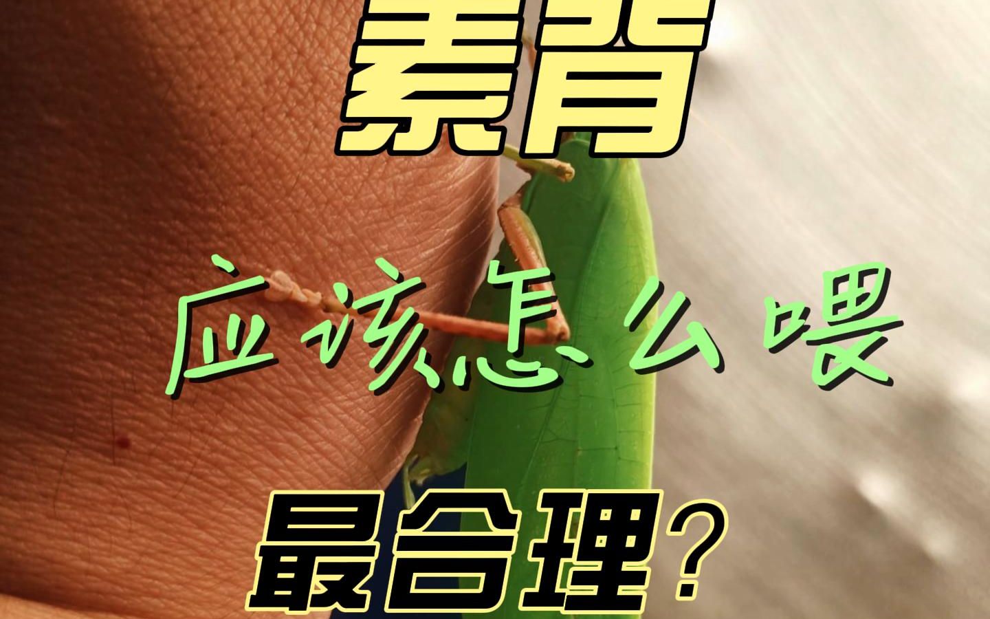 素背应该怎么喂最合理?