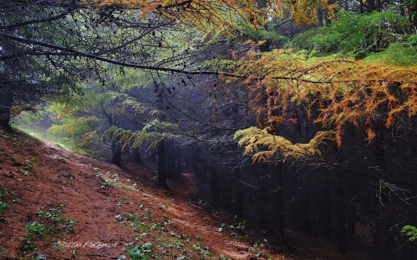 大黑峰的树林里有什么