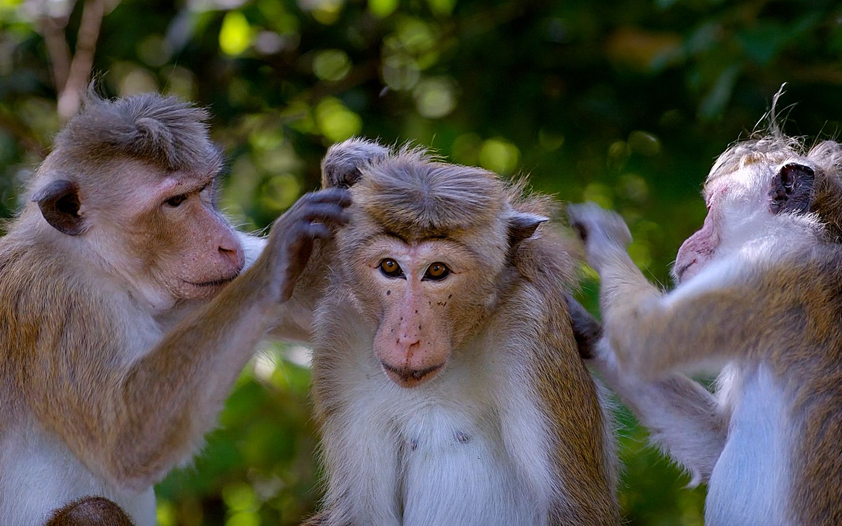 猴子王国等级有多森严,权利之巅的猴子享受一切最高待遇