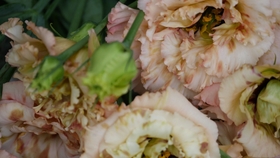 洋桔梗 从种子到开花的种植方法视频来源见视频下方简介 哔哩哔哩 つロ干杯 Bilibili