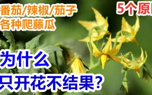 Télécharger la video: 【西红柿/辣椒/茄子/各种瓜】只开花不结果🥀的5个主要原因