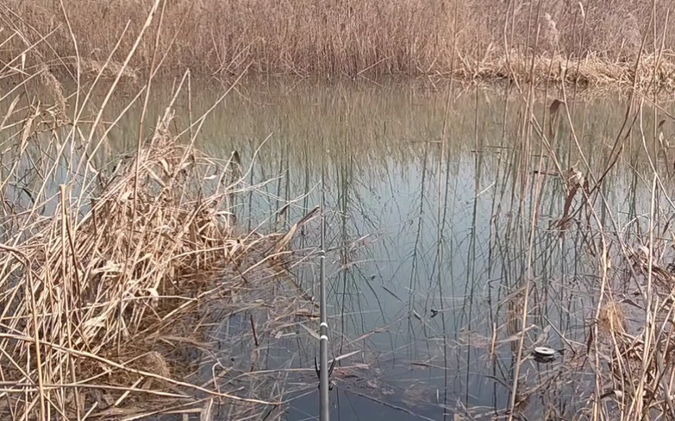 [图]黄河古道湿地公园钓鱼进行中，喜欢钓鱼的朋友过来了