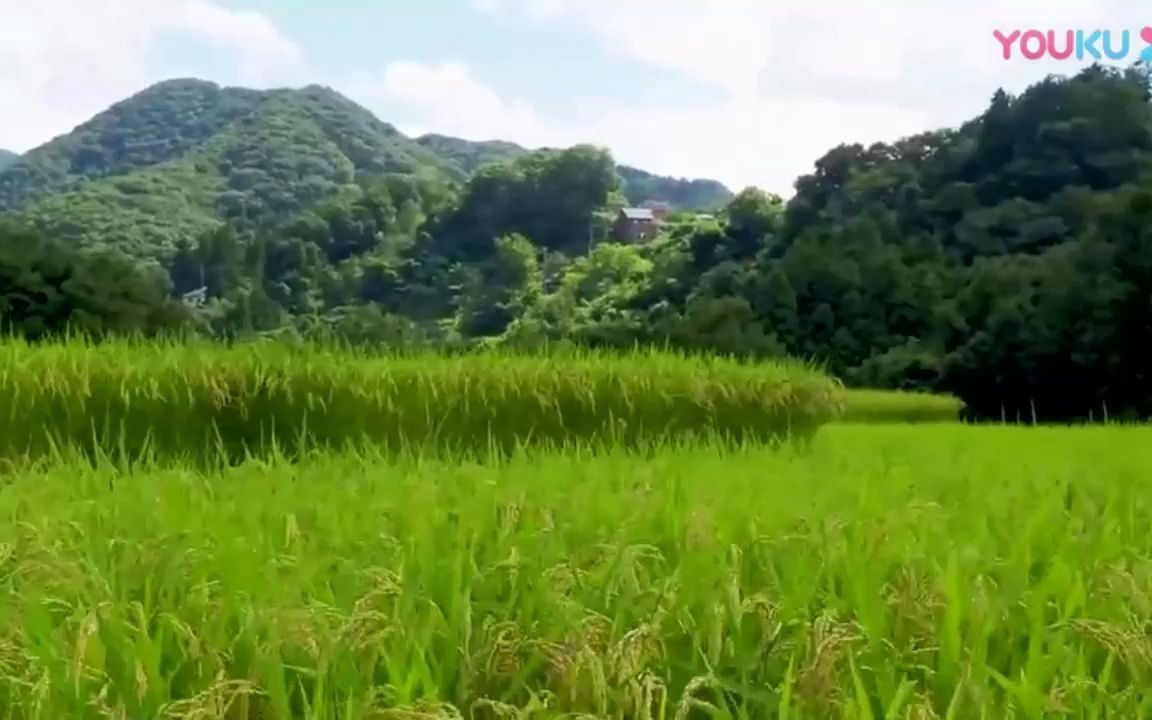 [图]在希望的田野上背景