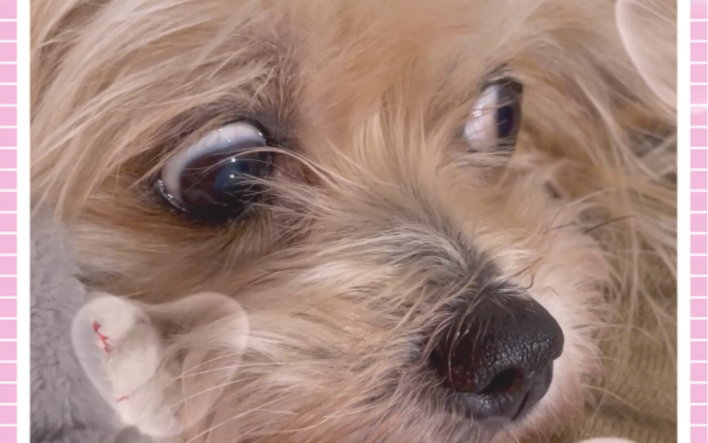 狗狗和它惊恐的小眼神