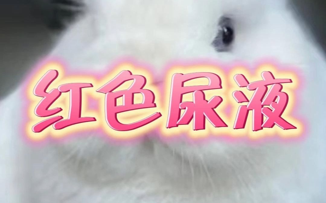 兔子尿液带红色是什么情况?