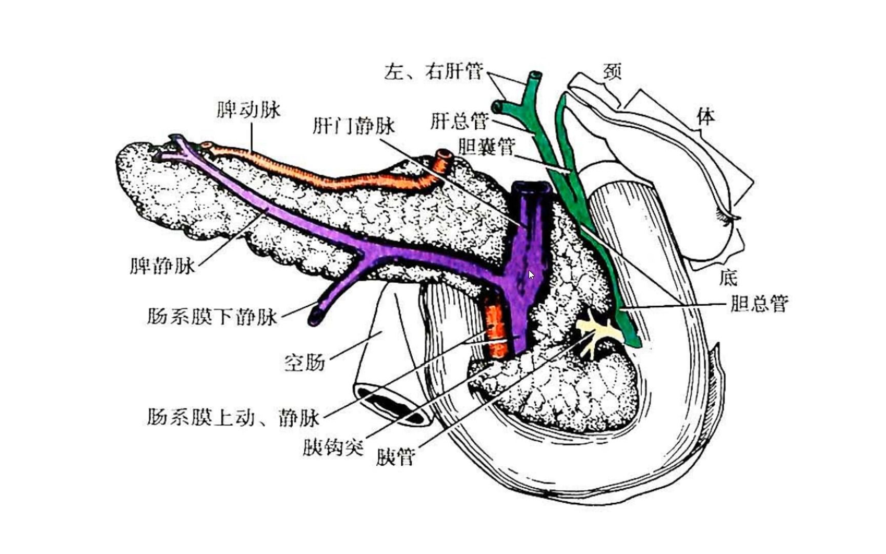 胰腺解剖之位置、分部与毗邻二哔哩哔哩bilibili