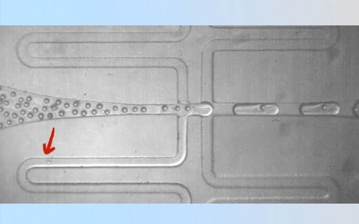 【生物制造前沿速递】复旦大学张经纬&上海科技大学刘一凡:在微液滴中高效封装单个微珠的通用策略哔哩哔哩bilibili