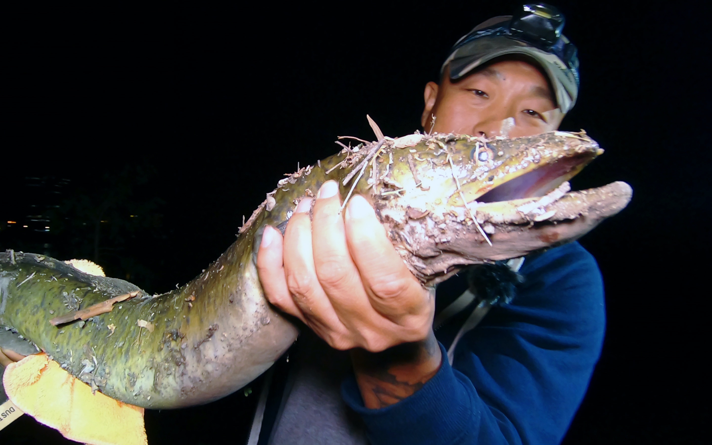 夜钓大鳗鱼,疯狂连杆,摄影师直喊忙不过来了