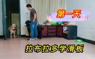 Descargar video: 拉布拉多学滑板第一天，小虎的学习能力很不错