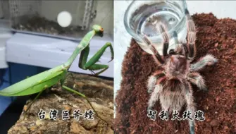 昆虫军vs毒虫军：108台斧vs成体公智利火玫瑰