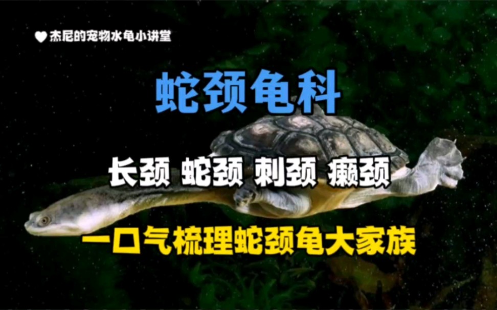 【蛇颈龟科】玛塔?圆澳?三分钟梳理和了解复杂多样的蛇颈龟大家族哔哩哔哩bilibili