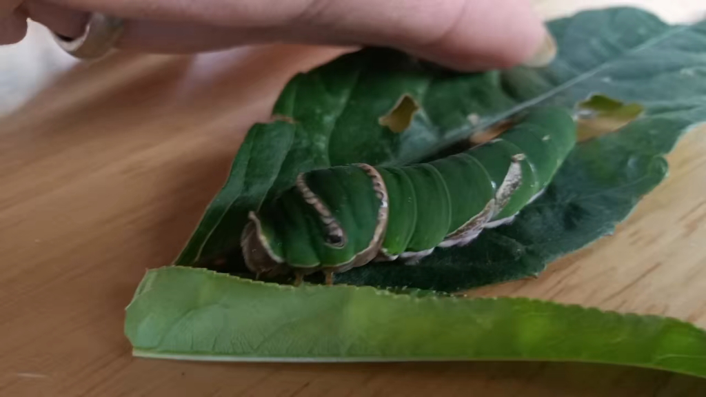自家橘子树上的毛毛虫 应该是蝴蝶幼体吧!