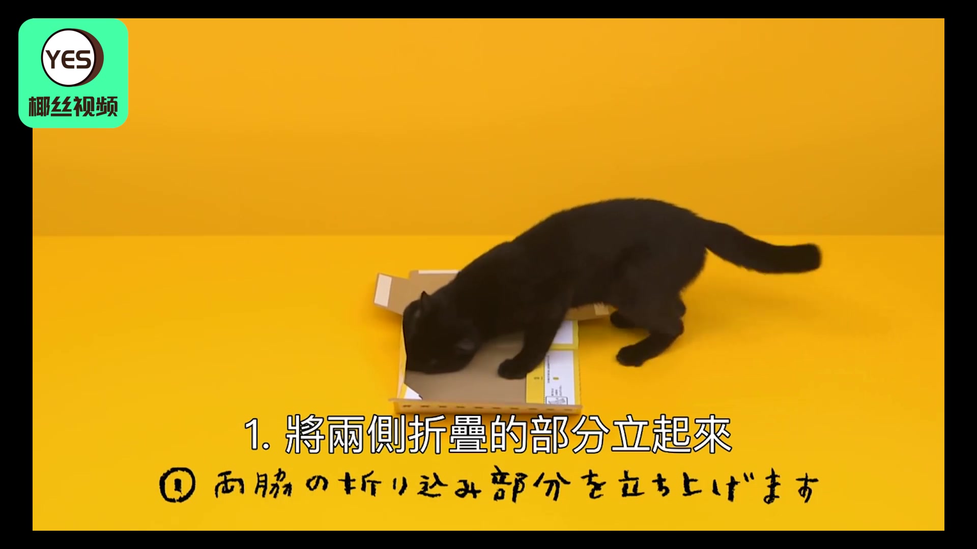 【日本广告】黑猫宅急便里面真的有黑猫!这样的猫我都想要哔哩哔哩bilibili